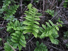 Polypodium scouleri