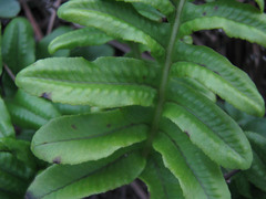 Polypodium scouleri