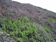 Polypodium scouleri