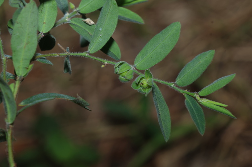 Sand Spurge (Phyllanthus fuernrohrii)
