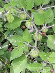 Physalis heterophylla