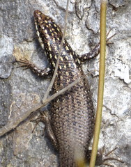 Trachylepis aureopunctata