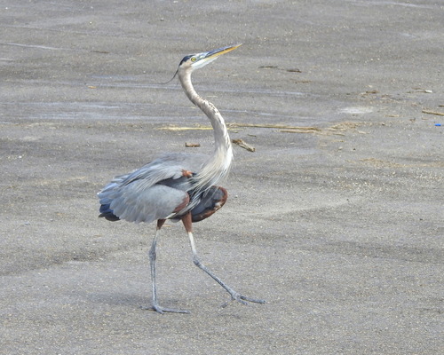 Great Blue Heron photographed in Mississippi