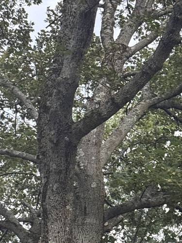 View observation of {o.common_name} on iNaturalist