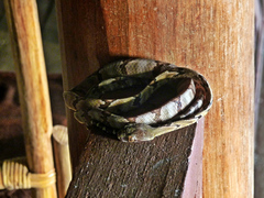 Boiga cynodon