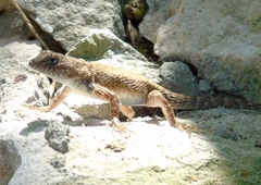 Sceloporus nelsoni
