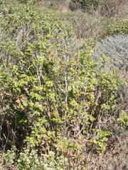 Berberis pinnata