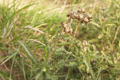 Achillea millefolium