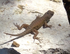 Sceloporus nelsoni