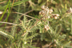 Achillea millefolium