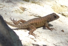 Sceloporus nelsoni