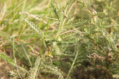 Achillea millefolium