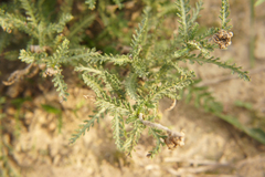 Achillea millefolium