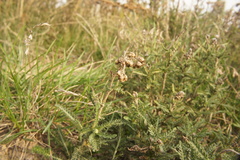 Achillea millefolium