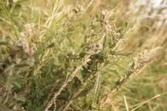 Achillea millefolium