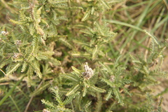 Achillea millefolium