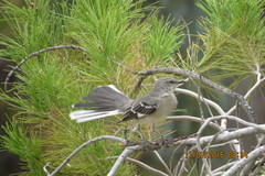 Mimus polyglottos