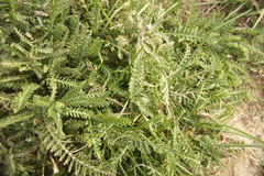 Achillea millefolium