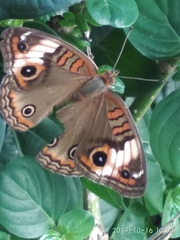 Junonia zonalis