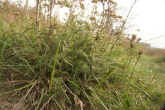 Achillea millefolium