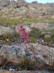Erica daphniflora