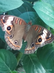 Junonia zonalis