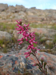 Erica daphniflora