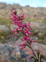 Erica daphniflora