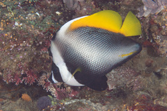 Heniochus singularius