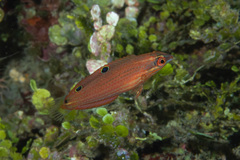 Halichoeres biocellatus