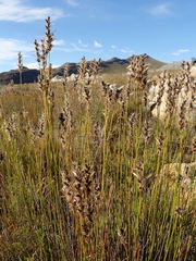 Askidiosperma nitidum