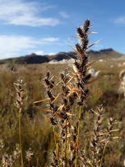 Askidiosperma nitidum