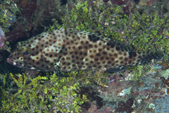Epinephelus macrospilos