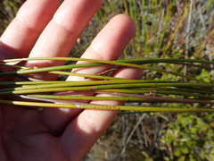 Askidiosperma nitidum