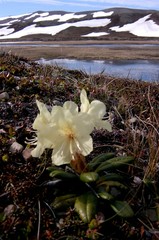 Rhododendron aureum