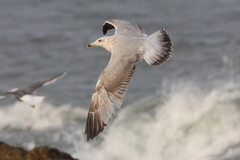 Herring Gull photo 4
