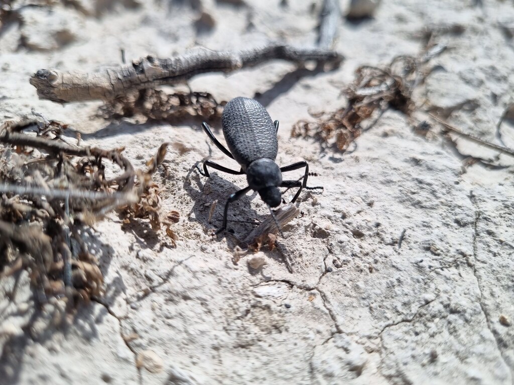 Eleodes muricatula