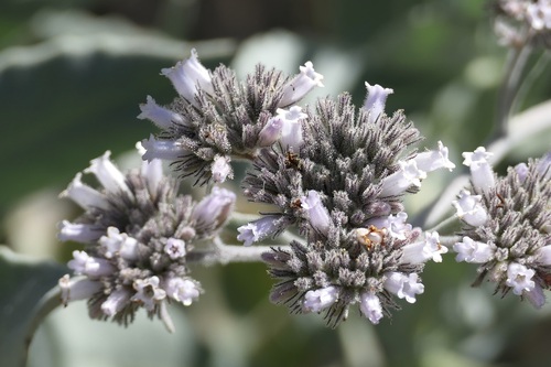 Pacific Yerba Santa (Eriodictyon traskiae)