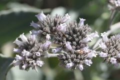 Eriodictyon traskiae