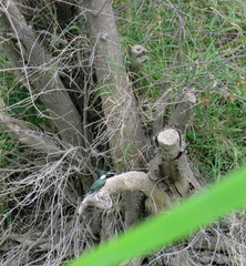 Chloroceryle amazona