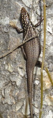 Trachylepis aureopunctata
