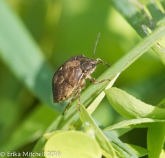 Homaemus aeneifrons