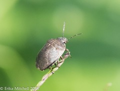 Homaemus aeneifrons