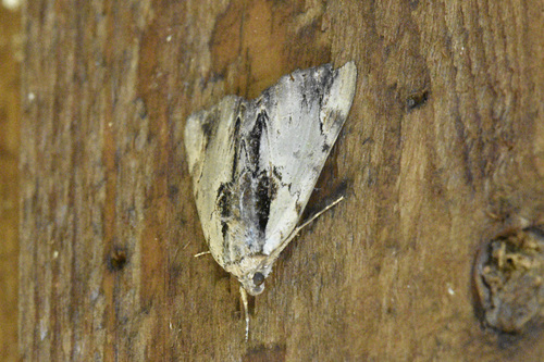 Ultronia Underwing photo 4