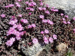 Antimima prolongata