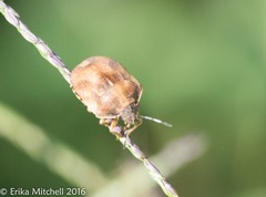 Homaemus aeneifrons