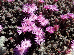 Antimima prolongata