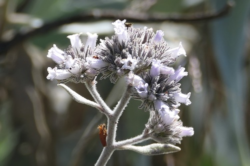 Eriodictyon traskiae, photograph 1