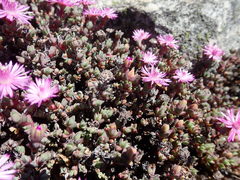 Antimima prolongata