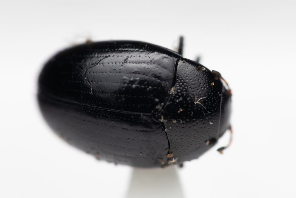 Tritoma unicolor